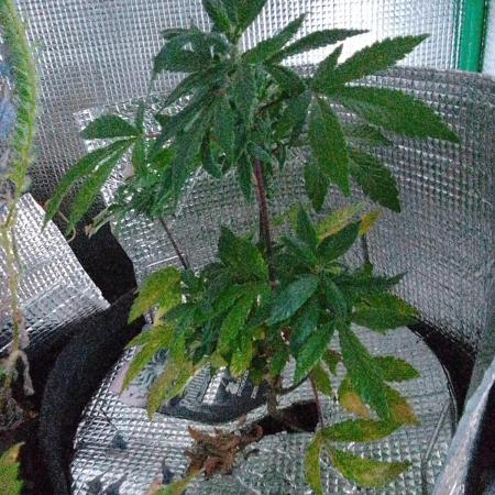 Poison Envy feminized I