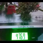 White Widow XXL Auto I