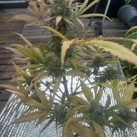 Sour Jealousy Auto