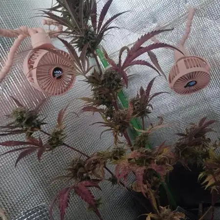 Original Sour Diesel Auto