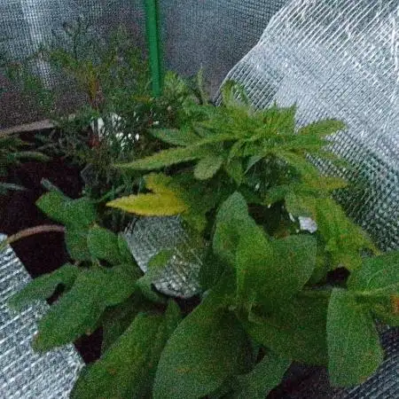 💚 Sour Jealousy Auto II & III
