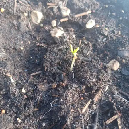 Sour Jealousy Auto x2