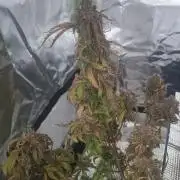 Northern Lights Auto 💕