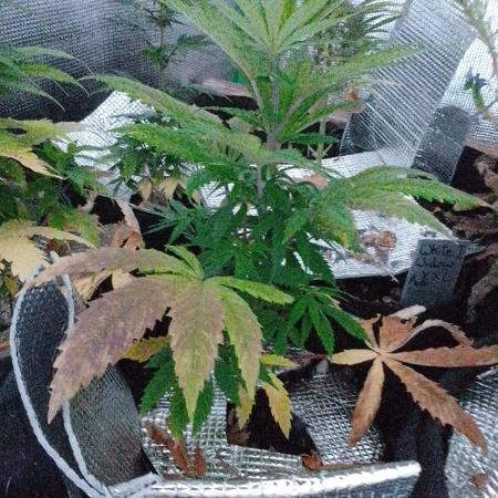 Royal Domina Feminized