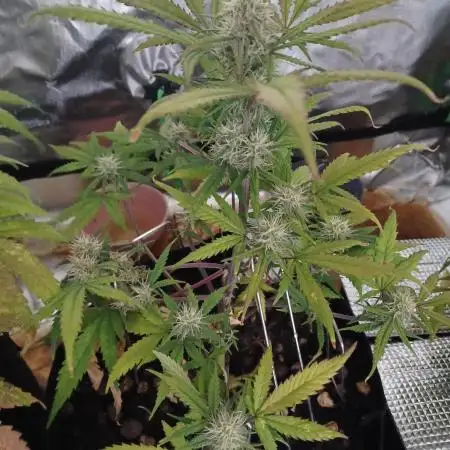 Sour Jealousy Auto