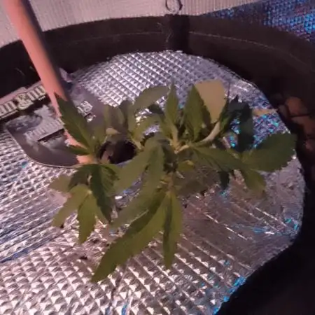Poison Envy I outdoor