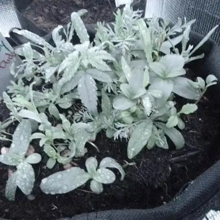 Sour Jealousy Auto II