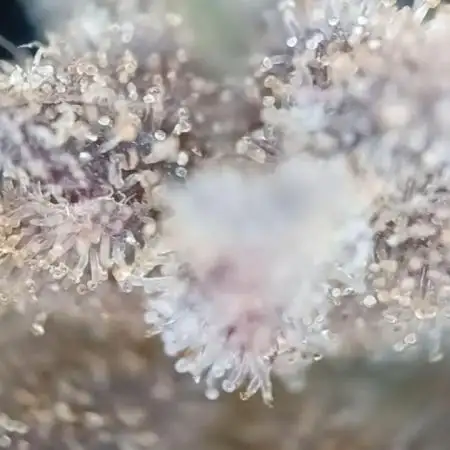 Big Cheese Auto IV