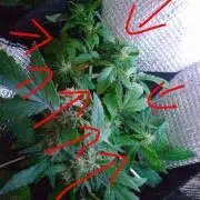 Mendo Breath Feminized 4/20 pcs