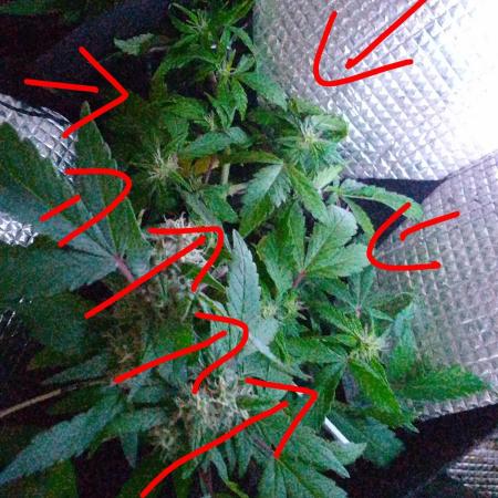 Mendo Breath Feminized 4/20 pcs