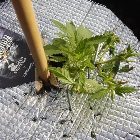 Fail outdoor