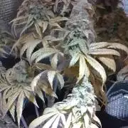 Royal Domina Feminized