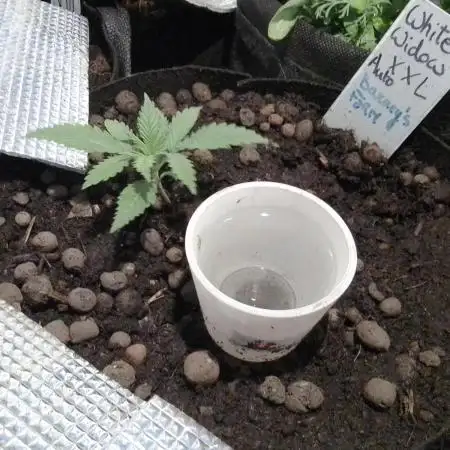 White Widow XXL Auto I
