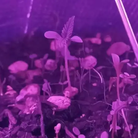 Sour Jealousy Auto x2