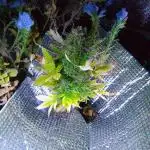 💚 Sour Jealousy Auto II & III