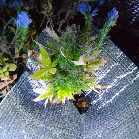 💚 Sour Jealousy Auto II & III