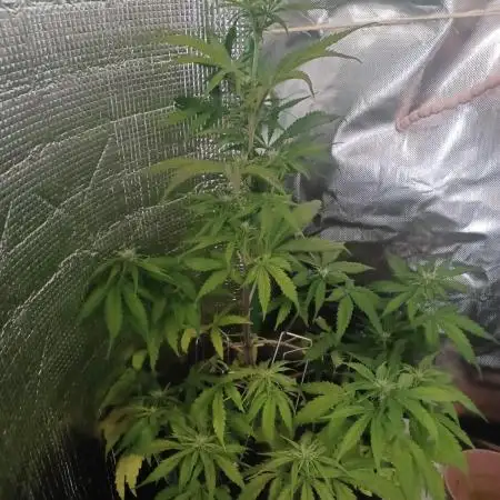 Original Sour Diesel Auto