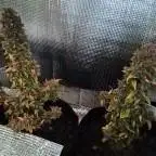 CBD 20:1 Auto x2