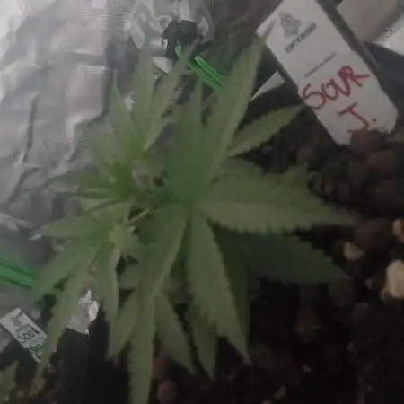 Sour Jealousy Auto
