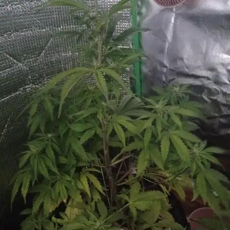 Original Sour Diesel Auto