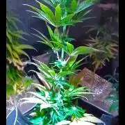 Royal Domina Feminized