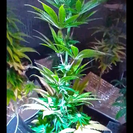 Royal Domina Feminized