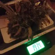 💚 Sour Jealousy Auto II & III