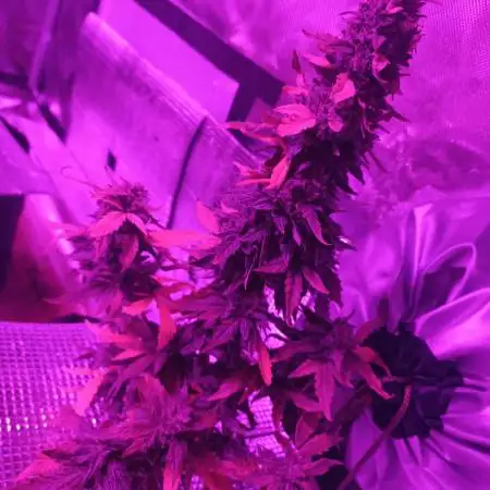 CBD 20:1 Auto