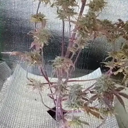 Sour Diesel Auto I