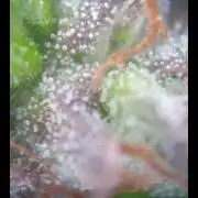 White Widow XXL Auto I