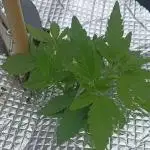 Poison Envy I outdoor