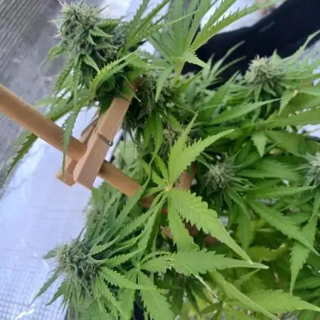 NL twins Outdoor