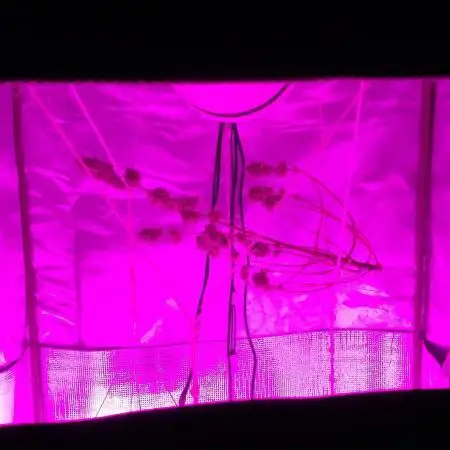 Sour Diesel Auto I