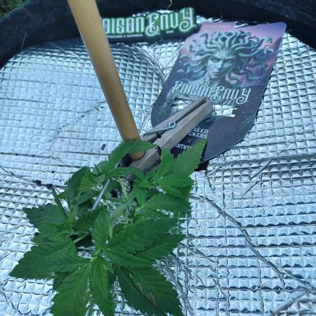 Poison Envy I outdoor