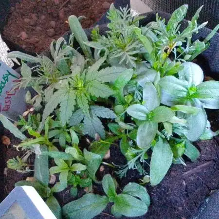 Sour Jealousy Auto II & III
