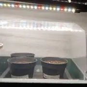 Mango Thai Sativa x Gelato