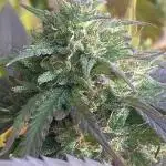 Out '25. Afghan landrace (I)