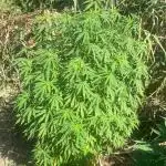 Out '25. Afghan landrace (I)