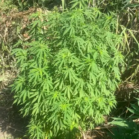 Out '25. Afghan landrace (I)