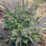 Out '25. Afghan landrace (II)