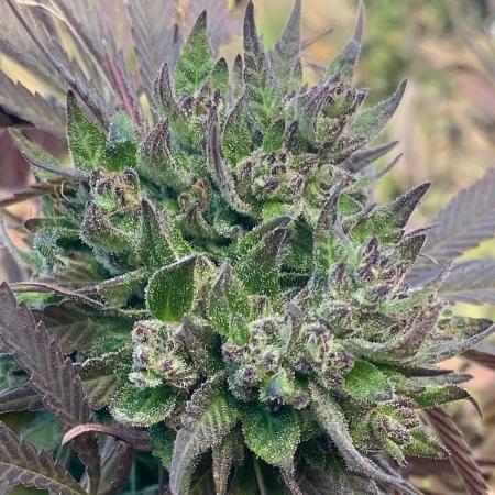 Out '25. Afghan landrace (II)