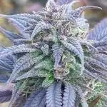 Out '25. Afghan landrace (II)