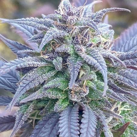 Out '25. Afghan landrace (II)