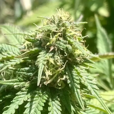 Out '25. Afghan landrace (I)