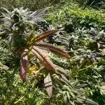Out '25. Afghan landrace (II)