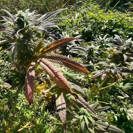 Out '25. Afghan landrace (II)