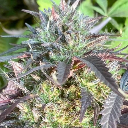 Out '25. Afghan landrace (I)