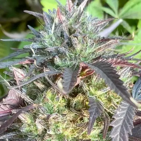 Out '25. Afghan landrace (I)