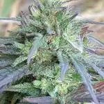 Out '25. Afghan landrace (I)