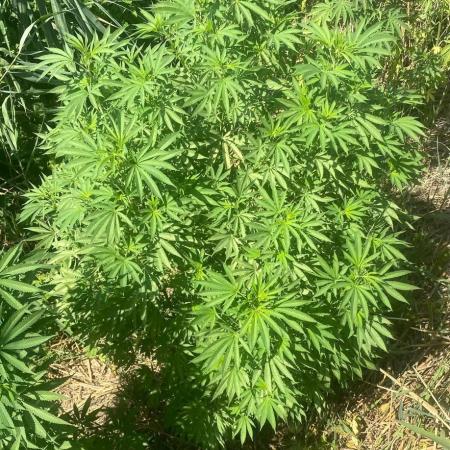 Out '25. Afghan landrace (II)